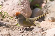 IMG_4299-web * Green-tailed Towhee; Portal, AZ. * Green-tailed Towhee; Portal, AZ.