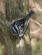 IMG_4396-c1-web * Black-and-white Warbler; Montrose Point Sanctuary. * Black-and-white Warbler; Montrose Point Sanctuary.