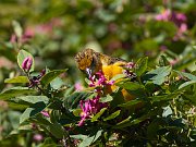 IMG_4649-web * Baltimore Oriole; Montrose Point Sanctuary. * Baltimore Oriole; Montrose Point Sanctuary.