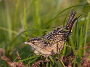 IMG_4707-c1-web * Sedge Wren; Montrose Point Sanctuary. * Sedge Wren; Montrose Point Sanctuary.
