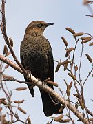 IMG_4753-web * Rusty Blackbird (female); Montrose. * Rusty Blackbird (female); Montrose.