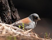 IMG_4793-c1 * Yellow-eyed Junco; Rustler Park, Chiricahua Mts, AZ. * Yellow-eyed Junco; Rustler Park, Chiricahua Mts, AZ.
