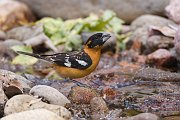 IMG_4944-web * Black-headed Grosbeak; Cave Creek Ranch, AZ. * Black-headed Grosbeak; Cave Creek Ranch, AZ.