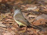 IMG_5066-web * Dusky-capped Flycatcher; Cave Creek Canyon, AZ. * Dusky-capped Flycatcher; Cave Creek Canyon, AZ.