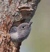 IMG_5317-web * Red-headed Woodpecker * Red-headed Woodpecker