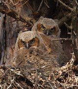 IMG_5385-web * Great Horned Owlets; Geneva, IL * Great Horned Owlets; Geneva, IL
