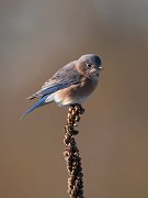 IMG_5514-c1-web * Eastern Bluebird; Illinois Beach State Park. * Eastern Bluebird; Illinois Beach State Park.