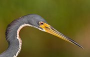IMG_5682-web * Tricolored Heron; Green Cay * Tricolored Heron; Green Cay