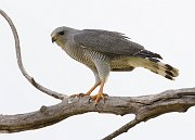 IMG_6065-web * Gray Hawk; Kino Springs, AZ. * Gray Hawk; Kino Springs, AZ.