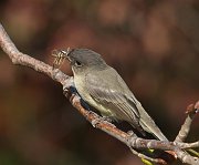 IMG_6127_alt-web * Eastern Phoebe; Montrose. * Eastern Phoebe; Montrose.