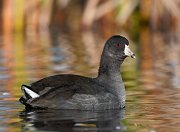 IMG_6171-c1-web * American Coot; Rollins Savanna. * American Coot; Rollins Savanna.