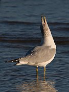 IMG_6179_alt-web * Ring-billed Gull; Montrose. * Ring-billed Gull; Montrose.