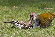 IMG_6247-c1-web * Northern Flickers; Lincoln Park North Pond, Chicago. * Northern Flickers; Lincoln Park North Pond, Chicago.
