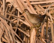 IMG_6313-alt3-web * Sora; Rollins Savanna * Sora; Rollins Savanna