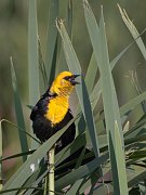 IMG_6371-c1-web * Yellow-headed Blackbird; Rollins Savanna. * Yellow-headed Blackbird; Rollins Savanna.