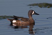 IMG_6374-c1-web * Blue-winged Teal; Rollins Savanna. * Blue-winged Teal; Rollins Savanna.