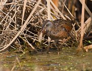 IMG_6623-web * Virginia Rail; Rollins Savanna * Virginia Rail; Rollins Savanna