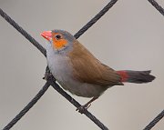 IMG_6692-web * Orange-cheeked Waxbill; Lincoln Park Zoo. * Orange-cheeked Waxbill; Lincoln Park Zoo.