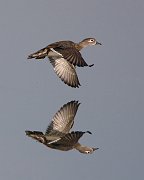 IMG_6731_alt-web * Wood Duck; Fermilab. * Wood Duck; Fermilab.