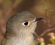 IMG_6764-c1-web * Ruby-crowned Kinglet; Lincoln Park North Pond. * Ruby-crowned Kinglet; Lincoln Park North Pond.