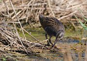 IMG_6814-alt-web * Virginia Rail; Rollins Savanna * Virginia Rail; Rollins Savanna