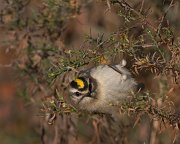 IMG_6893_alt4-web * Golden-crowned Kinglet; Lincoln Park North Pond. * Golden-crowned Kinglet; Lincoln Park North Pond.