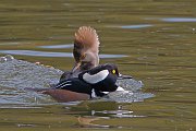 IMG_6976_alt2-web * Hooded Mergansers; Lincoln Park North Pond. * Hooded Mergansers; Lincoln Park North Pond.