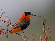 IMG_7158-web * Orange Bishop; Montrose Point Sanctuary * Orange Bishop; Montrose Point Sanctuary