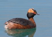 IMG_7192-web * Horned Grebe; Montrose Harbor, Chicago. * Horned Grebe; Montrose Harbor, Chicago.