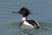 IMG_7269-c1-web * Red-breasted Merganser; Montrose Harbor, Chicago. * Red-breasted Merganser; Montrose Harbor, Chicago.
