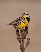 IMG_7372_alt-web * Eastern Meadowlark; Rollins Savanna. * Eastern Meadowlark; Rollins Savanna.