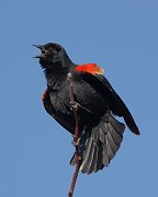 IMG_7768-web * Red-winged Blackbird; Montrose Point Sanctuary. * Red-winged Blackbird; Montrose Point Sanctuary.