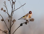IMG_7789-web * European Goldfinch; Montrose Point Sanctuary. * European Goldfinch; Montrose Point Sanctuary.