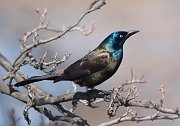 IMG_7979-web * Common Grackle; Lincoln Park North Pond. * Common Grackle; Lincoln Park North Pond.