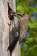IMG_8203-c1-alt-web * Northern Flickers; Plum Creek. * Northern Flickers; Plum Creek.