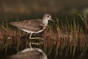 IMG_8239-web * Solitary Sandpiper; Bass Lake, MI * Solitary Sandpiper; Bass Lake, MI