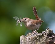 IMG_8322-c1-web * House Wren; Plum Creek. * House Wren; Plum Creek.