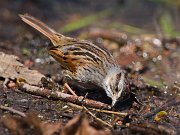 IMG_8559-web * Swamp Sparrow; Lincoln Park North Pond, Chicago. * Swamp Sparrow; Lincoln Park North Pond, Chicago.