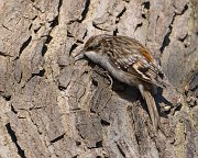 IMG_8626-web * Brown Creeper; Lincoln Park North Pond, Chicago. * Brown Creeper; Lincoln Park North Pond, Chicago.