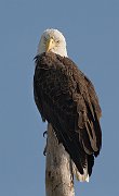 IMG_8697-web * Bald Eagle; Viera Wetlands, FL. * Bald Eagle; Viera Wetlands, FL.