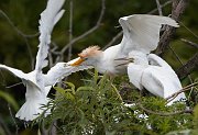 IMG_8748-c1-alt-web * Cattle Egrets; Gatorland, Florida. * Cattle Egrets; Gatorland, Florida.
