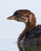 IMG_8773-web * Pied-billed Grebe; Bass Lake, MI * Pied-billed Grebe; Bass Lake, MI