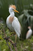 IMG_8784-web * Cattle Egret; Gatorland, Florida. * Cattle Egret; Gatorland, Florida.