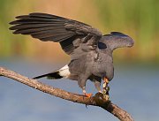 IMG_8933-web * Snail Kite (male); Lake Tohopekaliga, Kissimmee, FL. * Snail Kite (male); Lake Tohopekaliga, Kissimmee, FL.