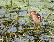 IMG_8984-c1-web * Least Bittern; Wakodahatchee Wetlands. * Least Bittern; Wakodahatchee Wetlands.