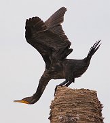 IMG_9073-alt-web * Double-crested Cormorant; Viera Wetlands, FL. * Double-crested Cormorant; Viera Wetlands, FL.