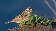 IMG_9092-web * Savannah Sparrow; Lincoln Park North Pond, Chicago. * Savannah Sparrow; Lincoln Park North Pond, Chicago.