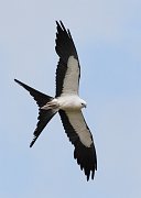 IMG_9140-c1-alt2-web * Swallow-tailed Kite; Sebastian River Buffer Zone, FL. * Swallow-tailed Kite; Sebastian River Buffer Zone, FL.