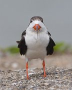 IMG_9222zm-web * Black Skimmer; Fort Pierce Inlet, FL. * Black Skimmer; Fort Pierce Inlet, FL.