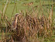 IMG_9291-c1-web * Least Bittern; Wakodahatchee Wetlands. * Least Bittern; Wakodahatchee Wetlands.